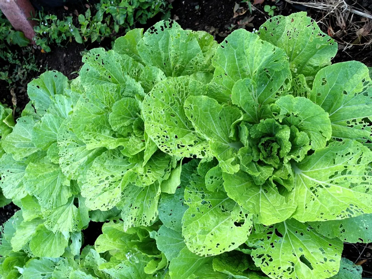 Harness Sunlight's Hue, Spinach as Palette to Produce Sunprint Artwork