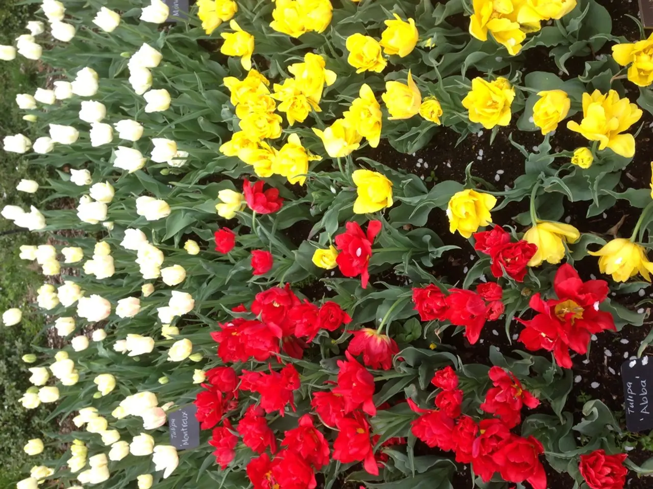 Top Nine Spectacular Annual Blossoms Globally