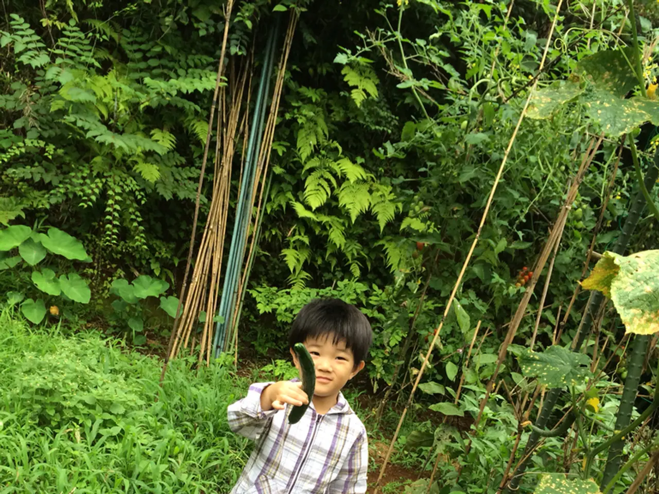 Guide for nurturing cucumbers