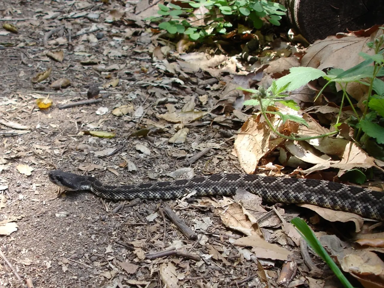 Optimal Rattlesnake Plant Soil: Selecting the Ideal Soil Combination