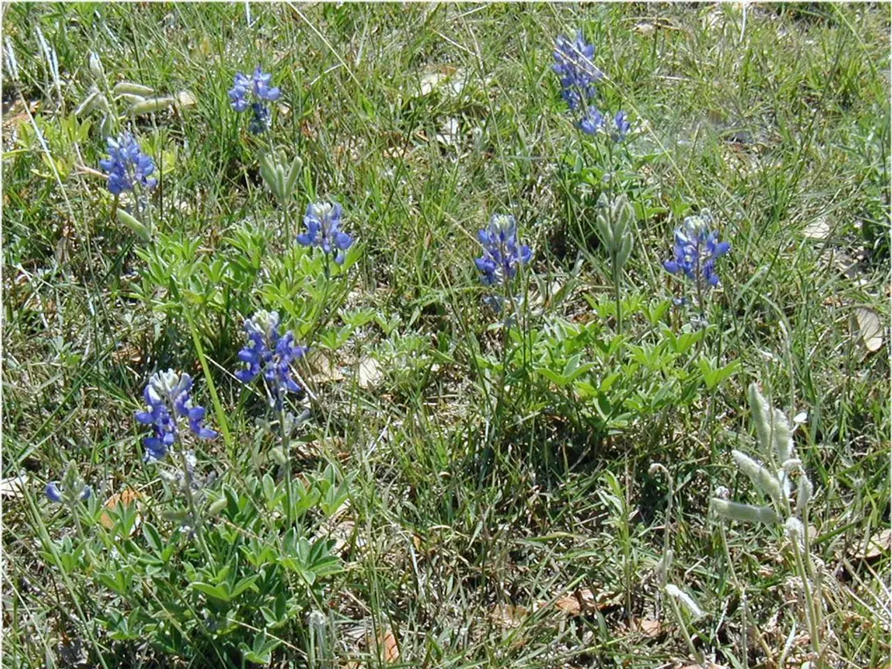 Autumn Tasks: Imperative Garden Chores for October