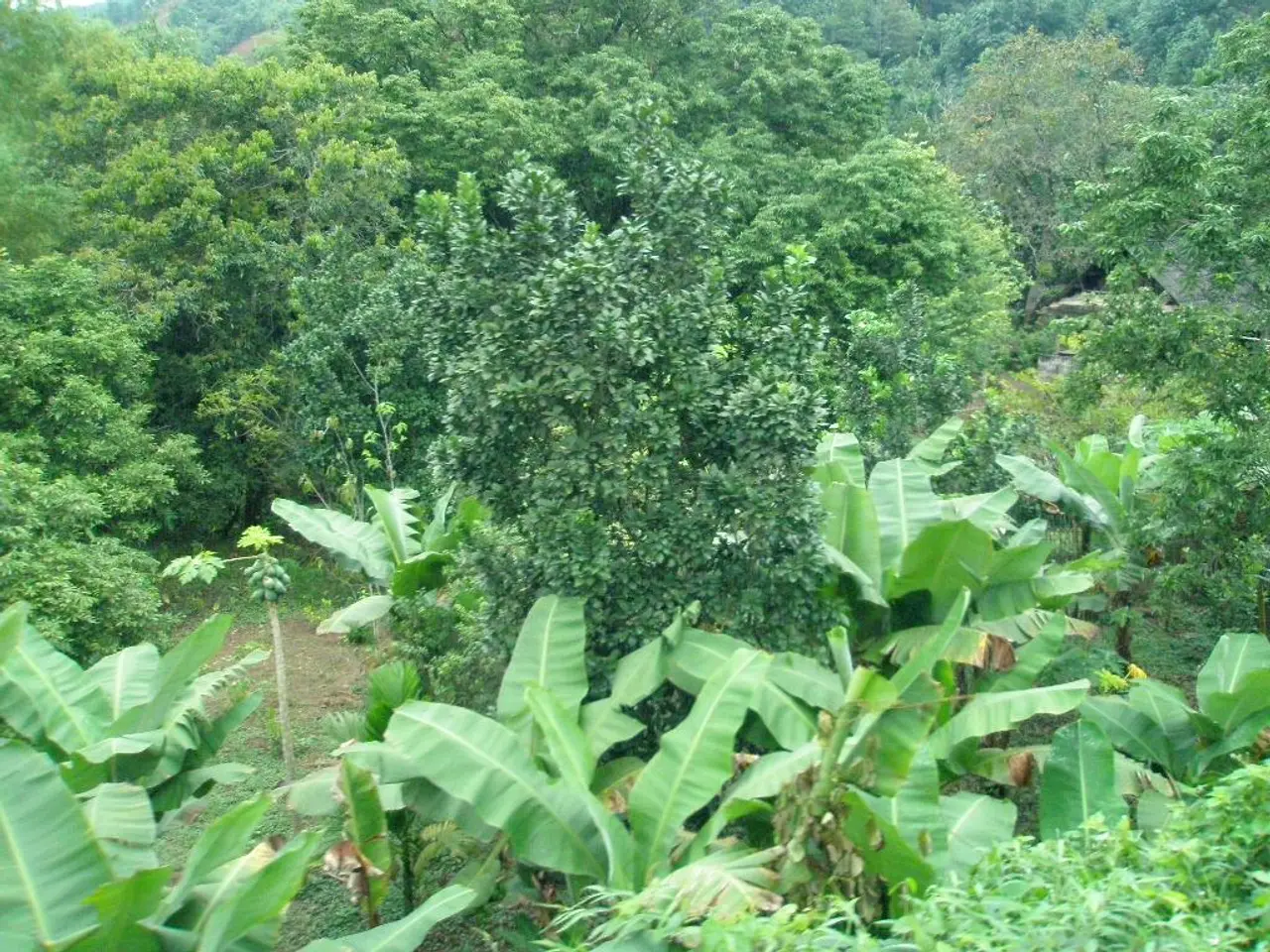 Nine Different Kinds of Bonsai Trees for Every Gardener's Cherished Variety