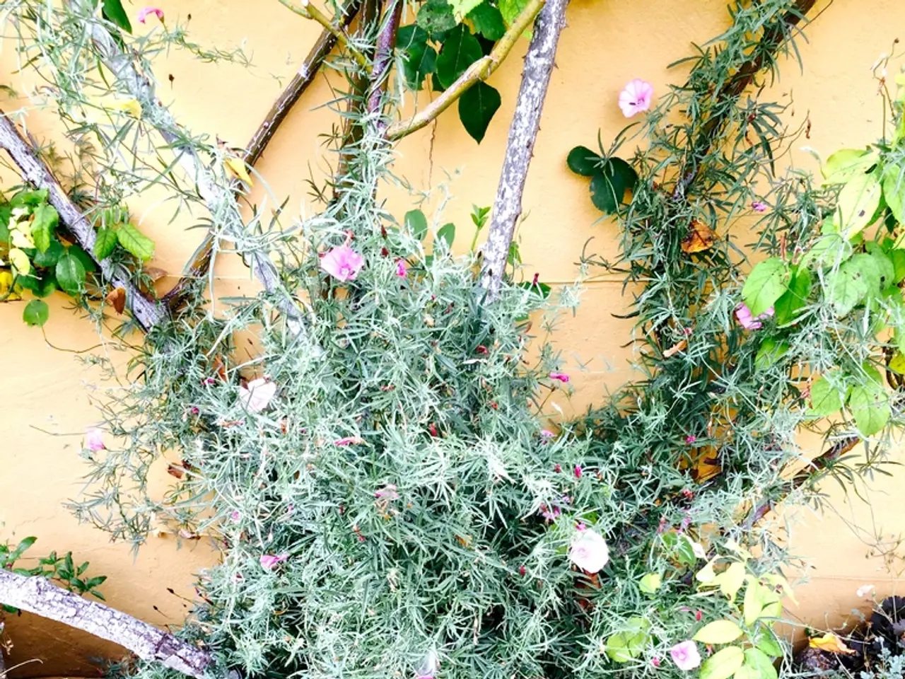 Cultivating hyssop: A guide to nurturing this aromatic plant