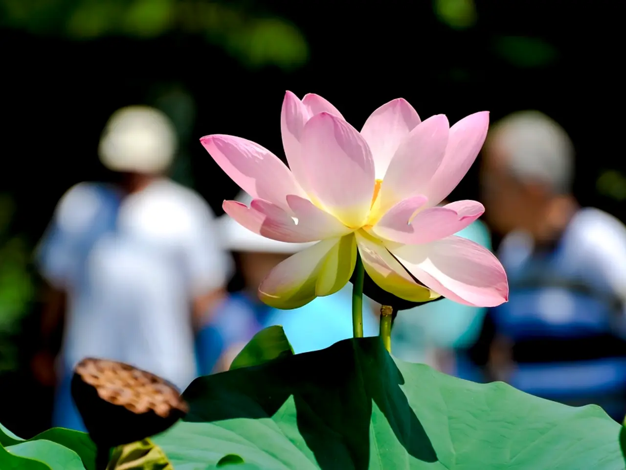 Strategies for Nurturing Orchids: 7 Proven Methods to Extend the Lifespan of Your Exotic Indoor...