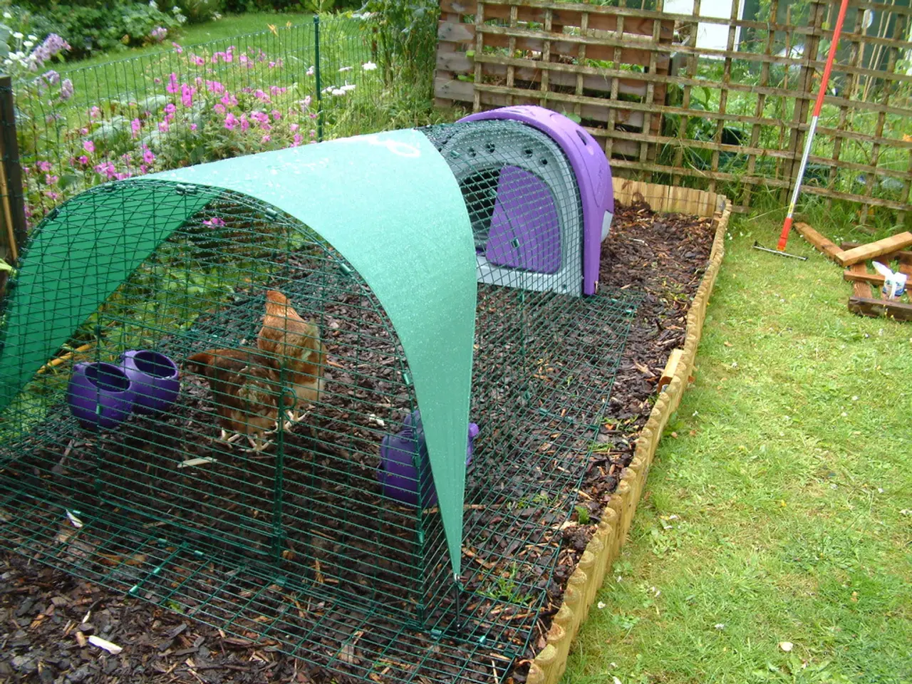 Farmer Jung's Innovative Blend: The Merging of Laying Hens and Aquaponics