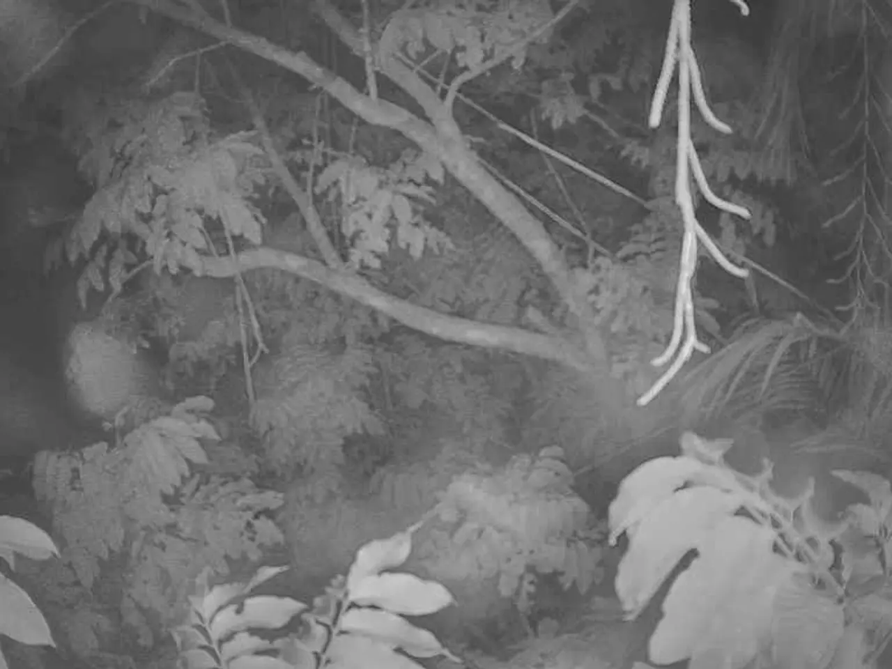 Top Trees for Creating Natural Shelter and Obstruction from Prying Eyes