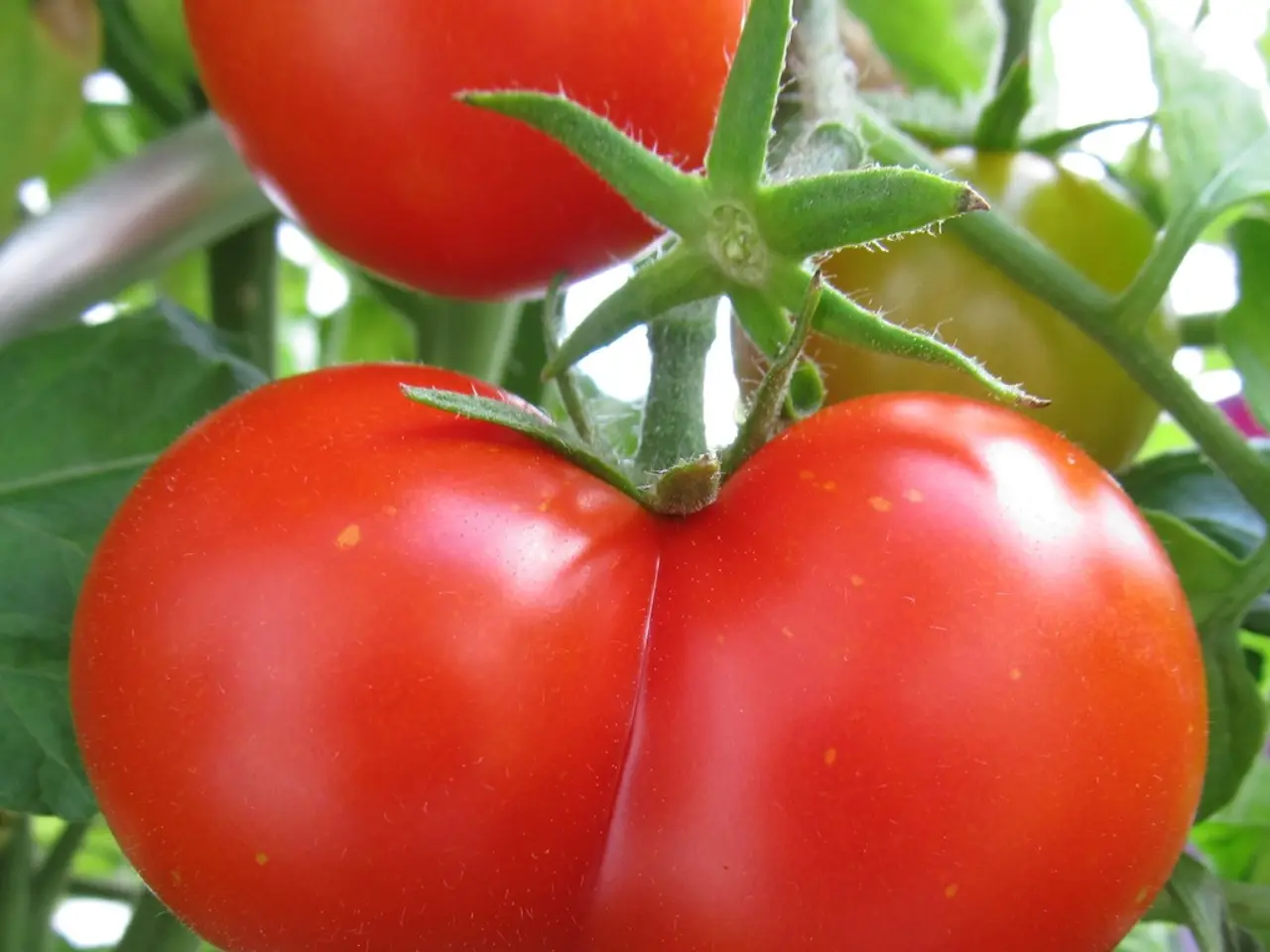Enhancing Tomato Growth: Guidelines for Applying Tomato Plant Fertilizer