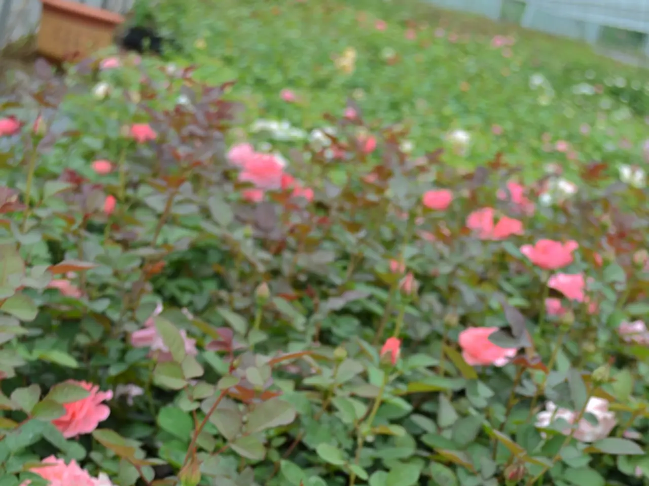 Plant Swap in Bad Emstal