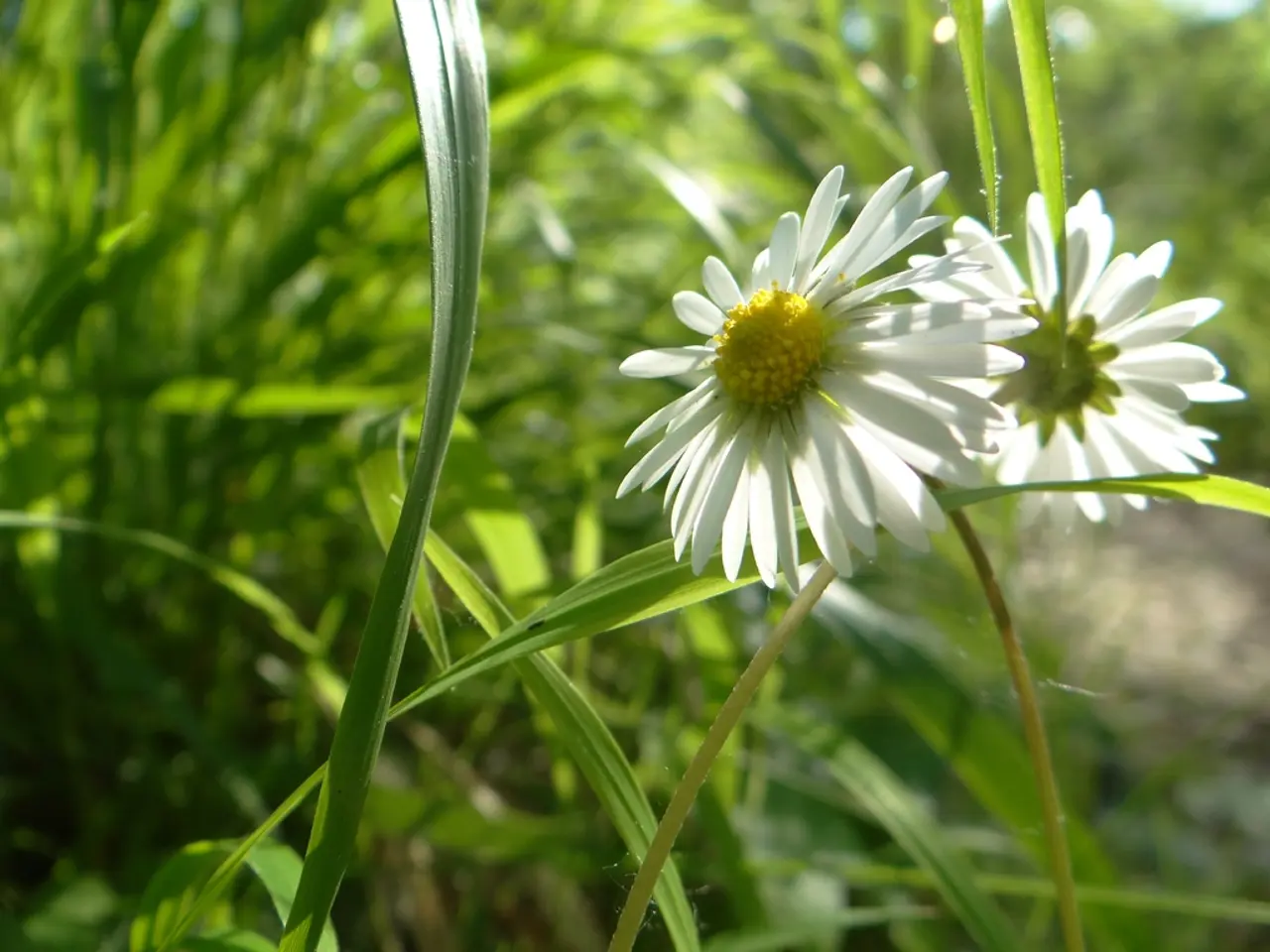 Here I can see few plants along with the flowers which are in white color. I can see the leaves and...