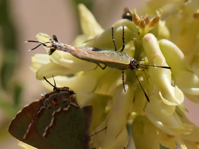 Blossoms That Encourage Butterflies to Grace Your Garden