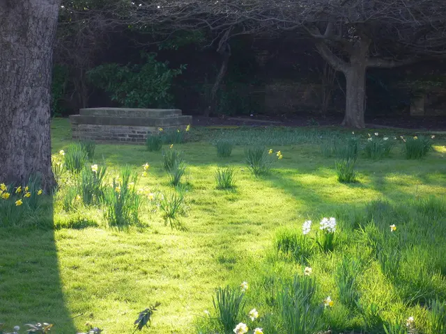 Blossoming English flower garden in May, adorned with drooping wisteria, irises, and an...