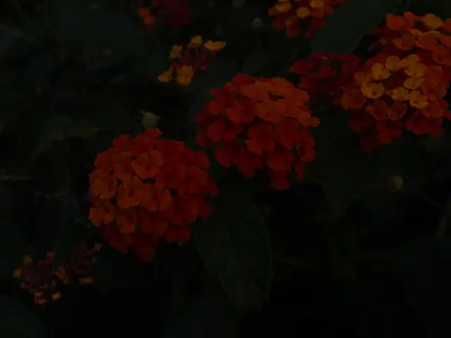 Top Sand-Friendly Plants That Flourish Exceptionally Well