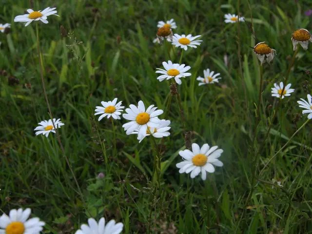 If 'No Mow May' doesn't appeal to you, consider these creative options to beautify your lawn and...