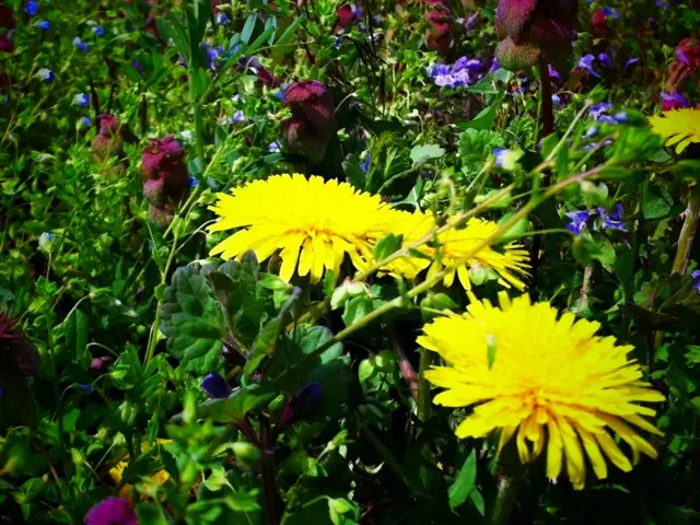 Expanding for Radiance: Nine Unique Yellow Blossoms to Cultivate for a Vibrant Sunflower Hued...