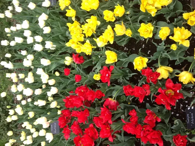 Top Nine Spectacular Annual Blossoms Globally