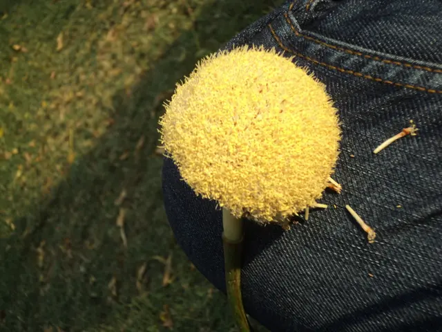 Top 7 Vibrant Perennials That Deliver Continuous Blooms in Louisiana