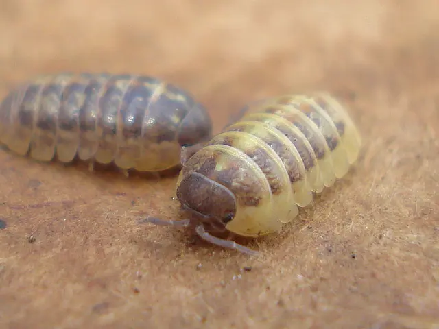 Discover the Insects that Feast on Aphids: Top 5 Beneficial Bugs Maintaining Your Plant's Health -...