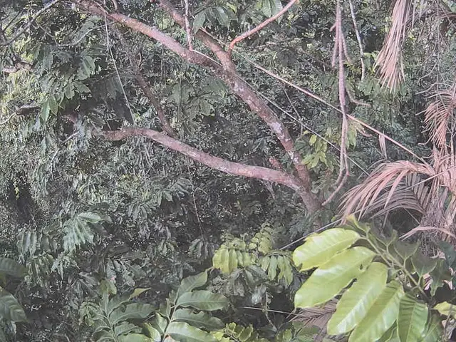 Comprehensive Lime Tree Nurturing Guide: Premium Advice and Specialized Techniques