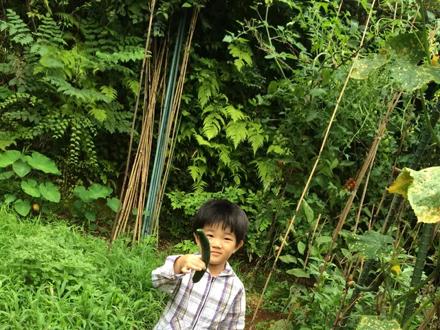 Guide for nurturing cucumbers