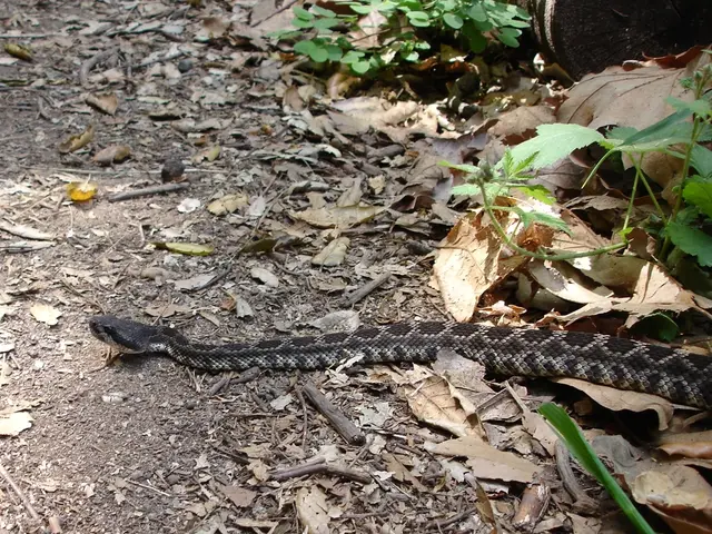 Optimal Rattlesnake Plant Soil: Selecting the Ideal Soil Combination