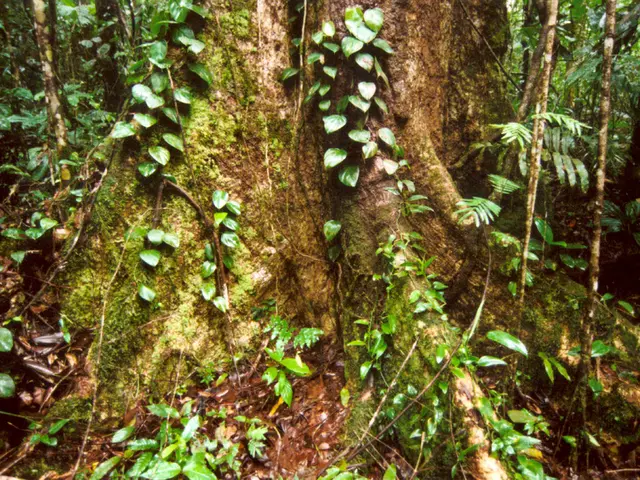 Winter Plant Propagation: Six Ideal Species for Cold-weather Cuttings