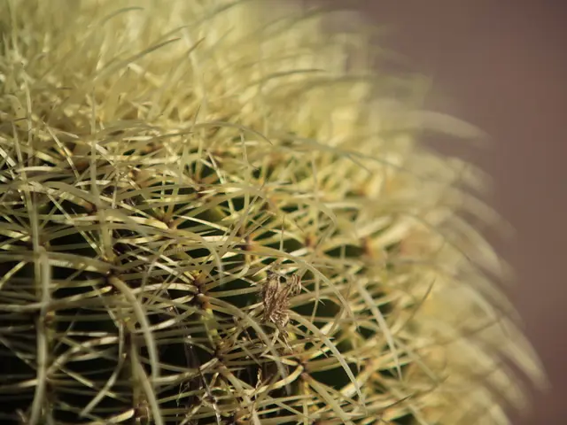 Reviving a Droopy, Fading Christmas Cactus and Revitalizing Its Flower Power