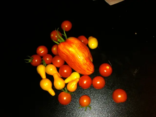 Jalapeno Picking Timeline: Advice for Gardening Enthusiasts on When to Harvest Jalapenos