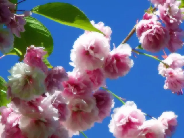 October Pruning Tasks to Consider - Don't Forget the Autumn Pruning Season