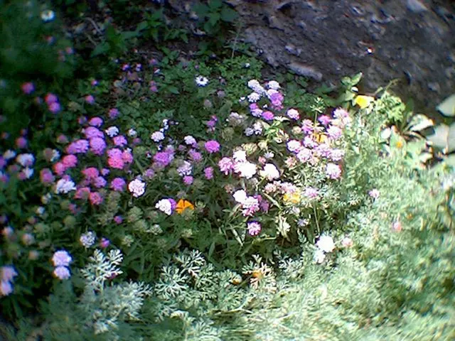 Cultivating Companion Plants with Dahlias