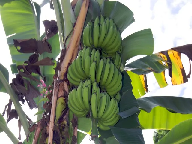 Guide for Cultivating and Nurturing Banana Plants