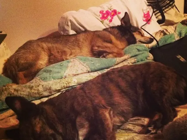 Animal welfare organization, Humane Society, holds social gathering "Yappy Hour" to attract...