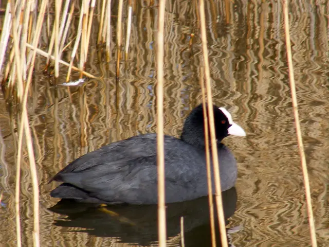 Management of Canada Thistle Invasion in Arlington County