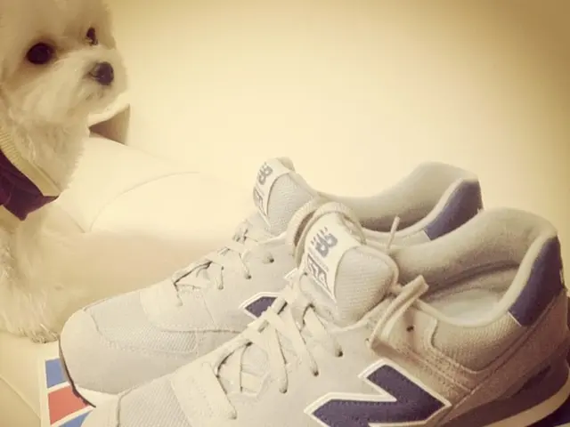 Strategies to safeguard your home from your damp dog during the winter months: