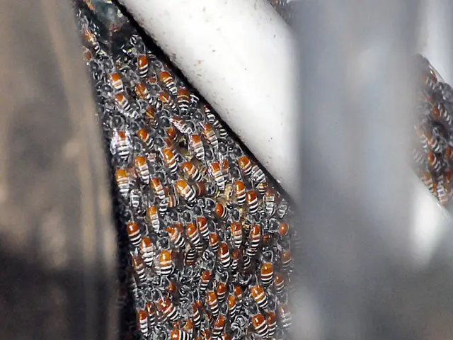 The Essential Role of Bees: An Examination of Their Importance