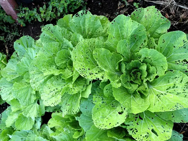 Guideline for Cultivating, Sowing, and Harvesting Spinach: Spinach Cultivation Instructions