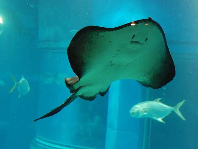 Stock Tank Inhabitants: Freshwater Aquarium Fish