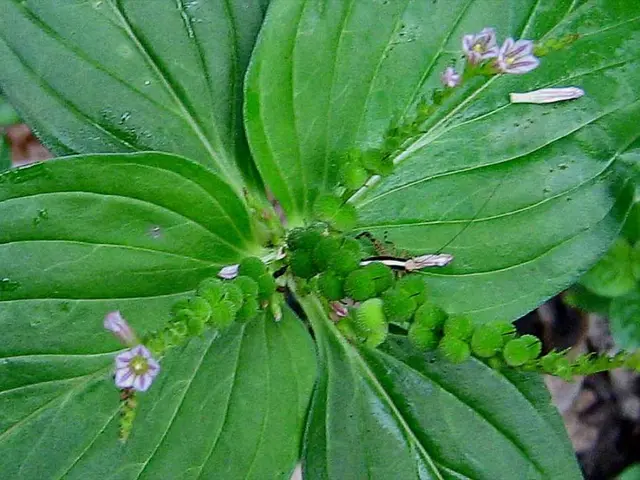 Benefits of Anthocyanins for Health: