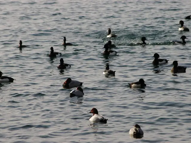 Birds suffering from microplastic pollution