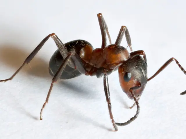 Top-Tier Home Ant Control Methods Revealed