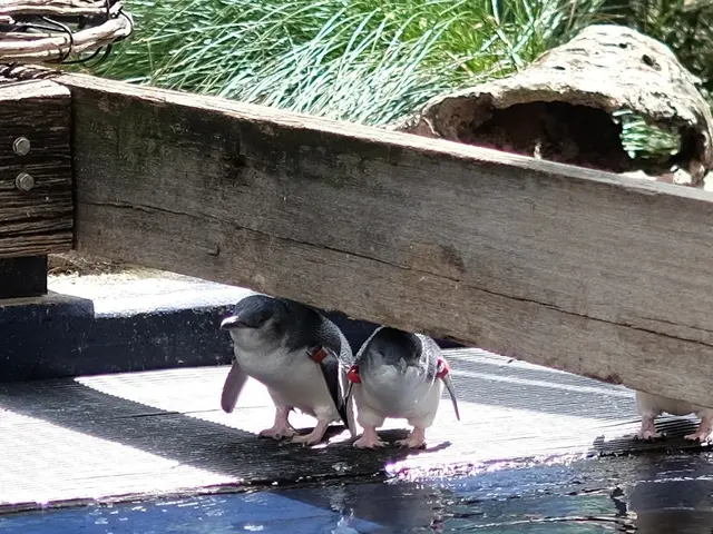 Penguin Chicks - Rudi and Blossoms Rule the Maritime Rooftop
