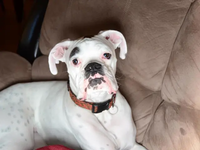 Removing Canine Urine Stains from Wood Panelling: A Speedy Guide