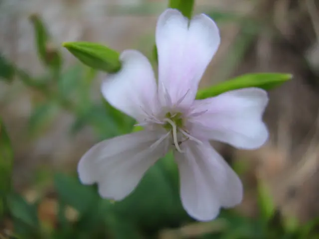 Modern patios misconception on furniture use corrected by Robert Downey Jr's vibrant garden