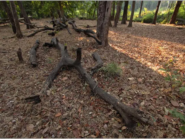 Optimal Bonsai Growth: Selecting the Ideal Soil Composition for Vibrant Trees