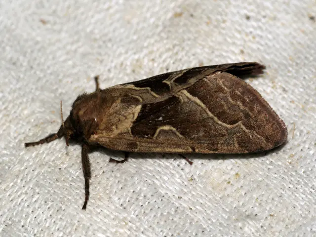 Bites from ticks can lead to various illnesses, displaying symptoms such as fever, rash, and...