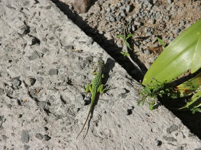 Lizard Extinction Linked to German Revolutionary Events