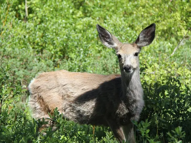 Strategies for Deterring Deer from Invading Your Garden