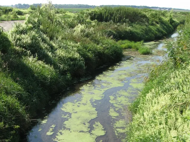 Utilizing Greywater for Home Usage: A Guide to Domestic Greywater Application