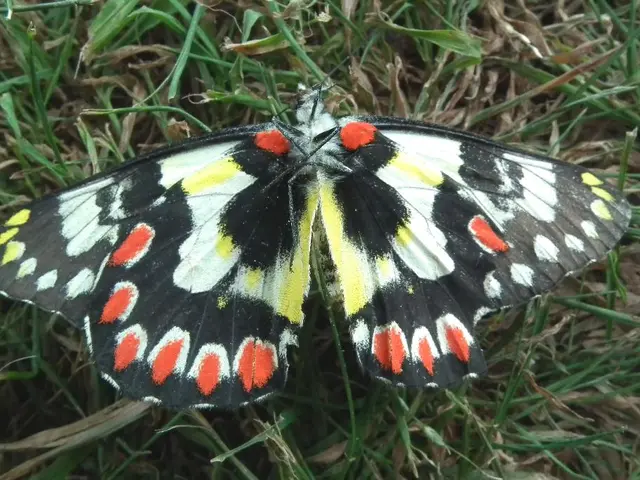Nature Exploration: Butterfly Safari