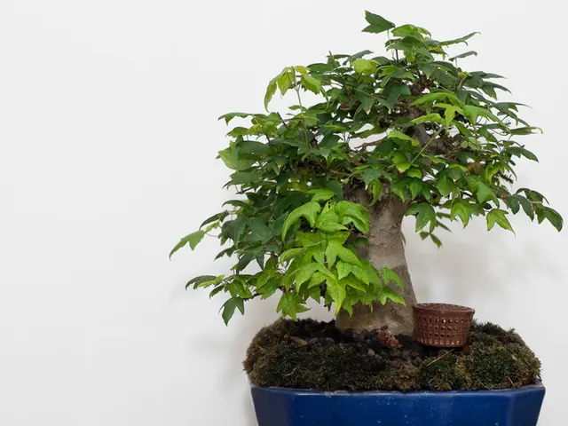 Unique Bonsai Designs: Delving into Distinctive Qualities and Aesthetics