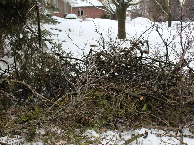 Winter Yew Hedge Pruning Guide